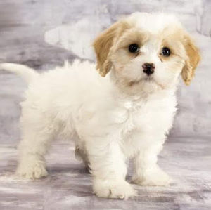 Meet your Posher, Clare